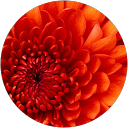 Kate Williams-Markey profile picture